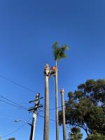Tree Removal Northern Beaches image 2